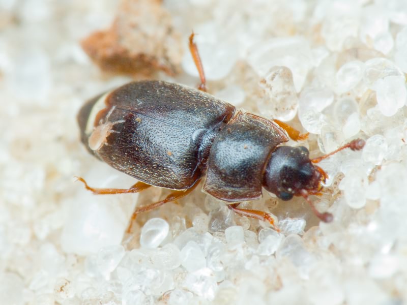 Nitidulidae Latreille, 1802